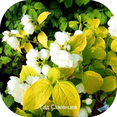 Жасмин (чубушник) Еллоу Хилл