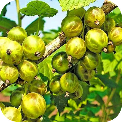 Смородина белая "Изумрудное ожерелье" Смородина белая "Изумрудное ожерелье"